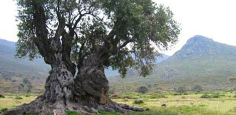 Dertlere deva 30 bitki galerisi resim 4