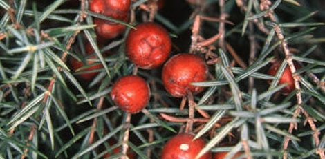 Dertlere deva 30 bitki galerisi resim 5