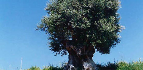 Dertlere deva 30 bitki galerisi resim 6