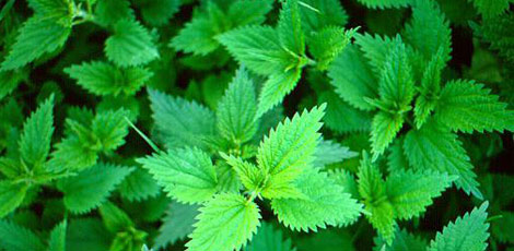 Dertlere deva 30 bitki galerisi resim 7