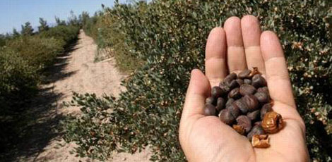 Dertlere deva 30 bitki galerisi resim 8