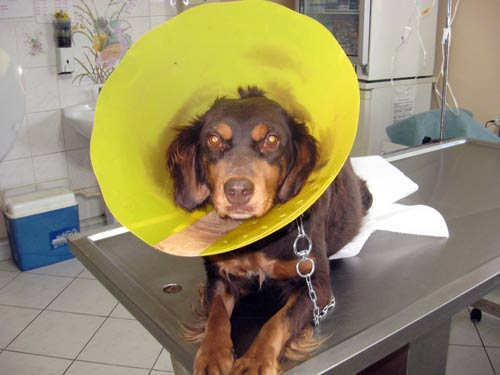 Kanserli köpek kemoterapi ile iyileşti galerisi resim 1