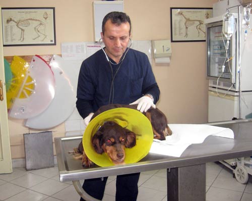 Kanserli köpek kemoterapi ile iyileşti galerisi resim 2