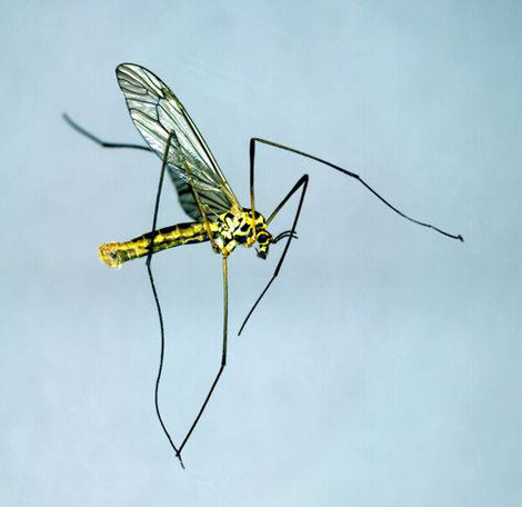 Doğanın en ölümcül 10 hayvanı! galerisi resim 1