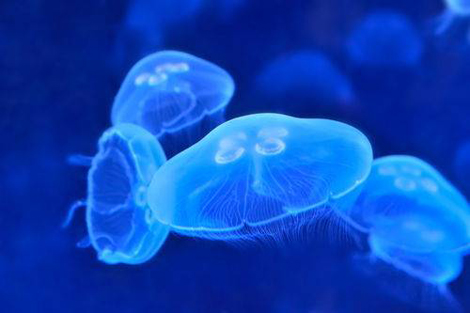 Doğanın en ölümcül 10 hayvanı! galerisi resim 3