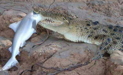 Doğanın en ölümcül 10 hayvanı! galerisi resim 6