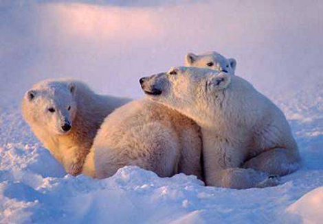 Doğanın en ölümcül 10 hayvanı! galerisi resim 8