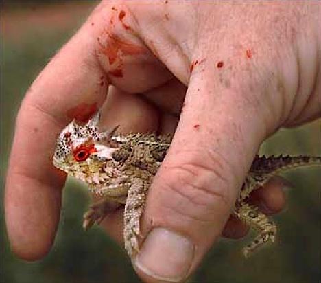 Bu yaratıklara yaklaşma, yanarsın! galerisi resim 7