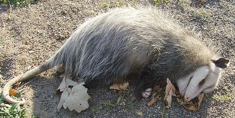 Bu yaratıklara yaklaşma, yanarsın! galerisi resim 9