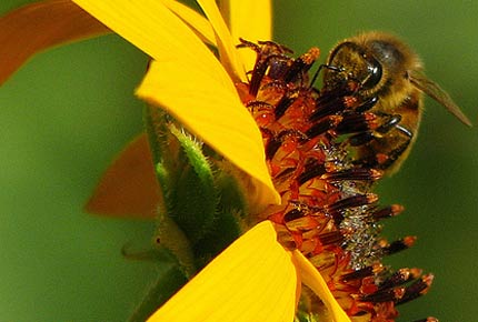 Gerçek bal nasıl anlaşılır? galerisi resim 12