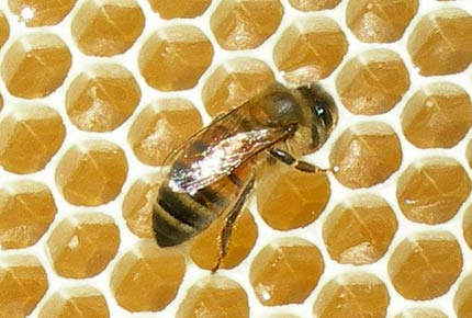 Gerçek bal nasıl anlaşılır? galerisi resim 6