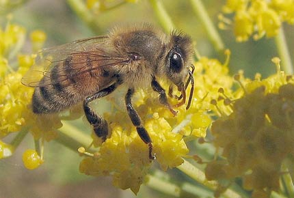 Gerçek bal nasıl anlaşılır? galerisi resim 8