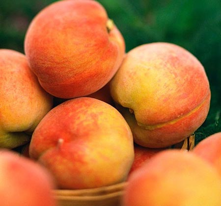 Zayıflatan 10 Yaz Yiyeceği