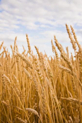 15 mucize besin galerisi resim 4