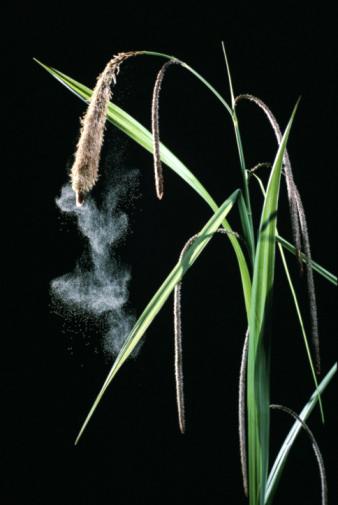 Astım ve alerjiyi tetikleyen 10 etken galerisi resim 2