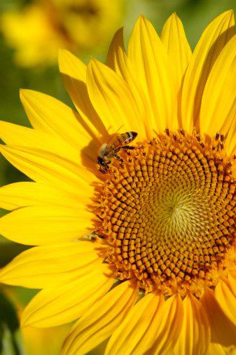 Astım ve alerjiyi tetikleyen 10 etken galerisi resim 8