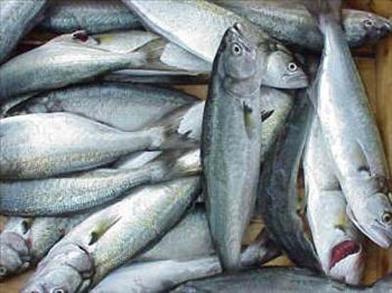 Beyni geliştiren besinler galerisi resim 14