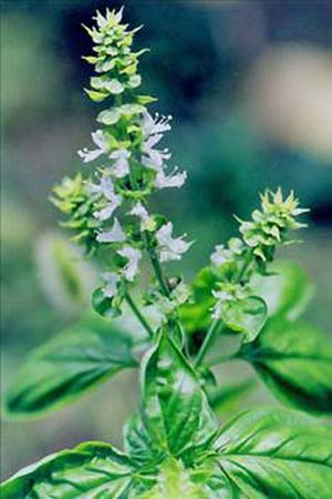 Beyni geliştiren besinler galerisi resim 23