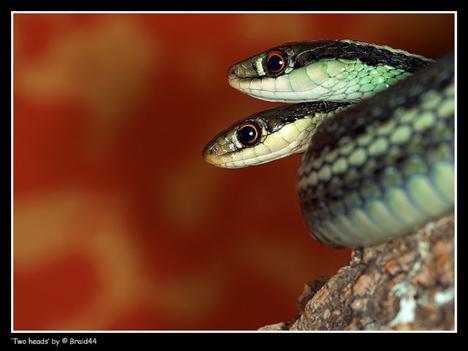 Çift başlı yılanlar galerisi resim 11