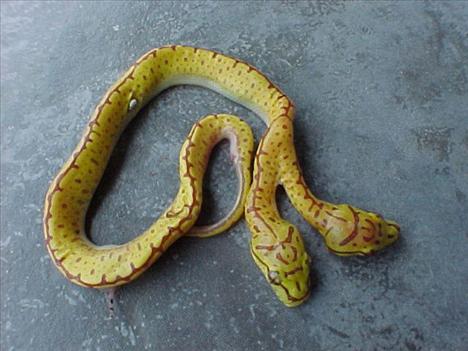 Çift başlı yılanlar galerisi resim 15