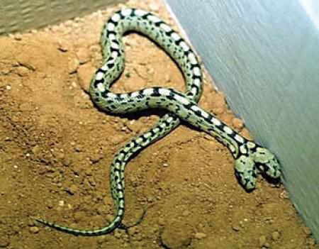 Çift başlı yılanlar galerisi resim 17