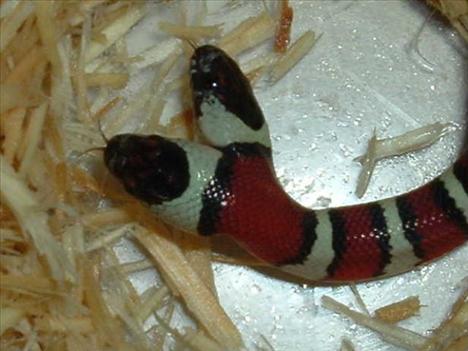 Çift başlı yılanlar galerisi resim 23