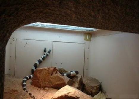 Çift başlı yılanlar galerisi resim 24