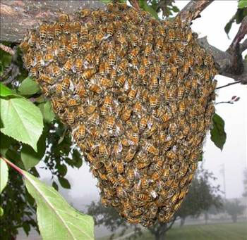 Arı sokmasındaki şifa galerisi resim 13