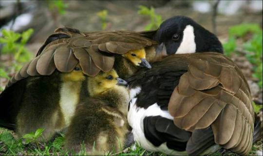 Doğanın süt anneleri galerisi resim 11