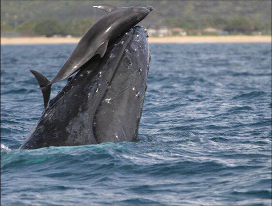 Doğanın süt anneleri galerisi resim 14