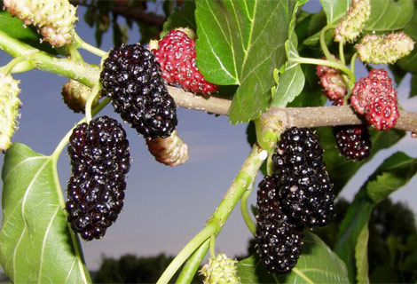 Dutun inanılmaz faydaları galerisi resim 2