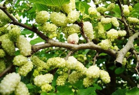 Dutun inanılmaz faydaları galerisi resim 5