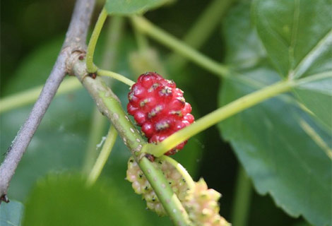 Dutun inanılmaz faydaları galerisi resim 6