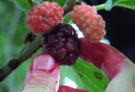 Dutun inanılmaz faydaları galerisi resim 7