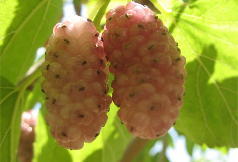 Dutun inanılmaz faydaları galerisi resim 9