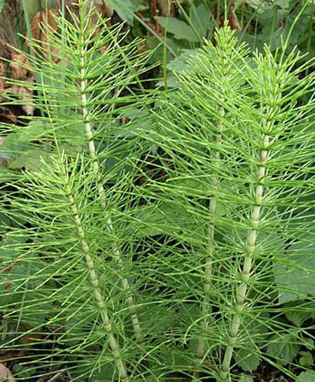 İştah azaltan 10 bitki galerisi resim 1