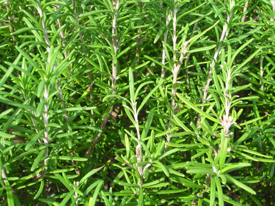 İştah azaltan 10 bitki galerisi resim 7