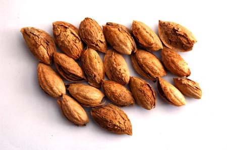 Kuruyemişin faydaları galerisi resim 10