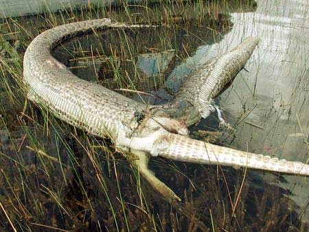 Yılanın içinde ne var? galerisi resim 11