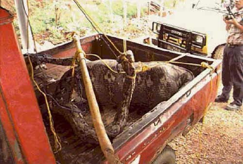 Yılanın içinde ne var? galerisi resim 3