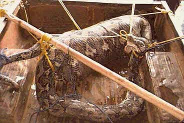 Yılanın içinde ne var? galerisi resim 4