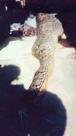 Yılanın içinde ne var? galerisi resim 6