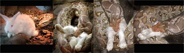 Yılanın içinde ne var? galerisi resim 9