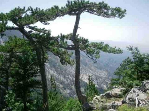 Kaz Dağları galerisi resim 6