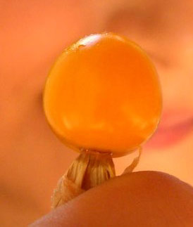 Erdoğan bu meyvenin abonesi galerisi resim 6