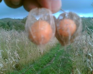 Erdoğan bu meyvenin abonesi galerisi resim 7