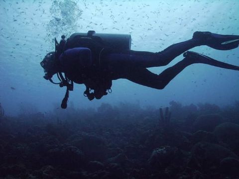 Dalış cennetleri galerisi resim 11