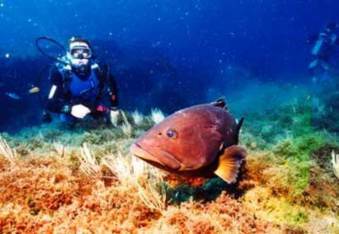 Dalış cennetleri galerisi resim 15