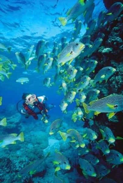 Dalış cennetleri galerisi resim 17