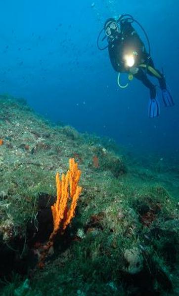 Dalış cennetleri galerisi resim 7